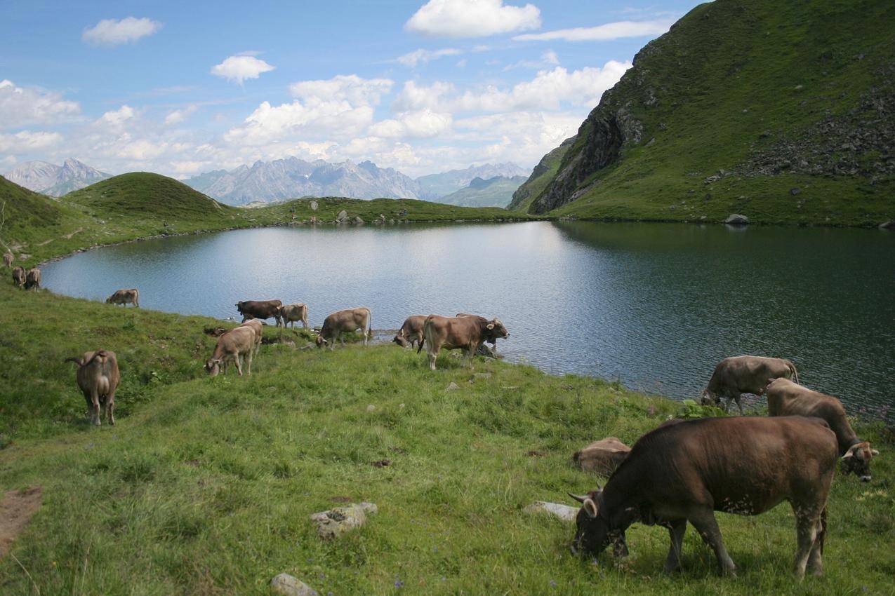 湖边的牛群放牧
