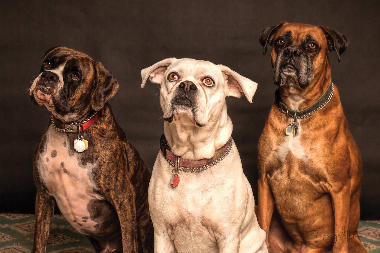 拥抱在一起的三只狗-欧莱凯设计网
