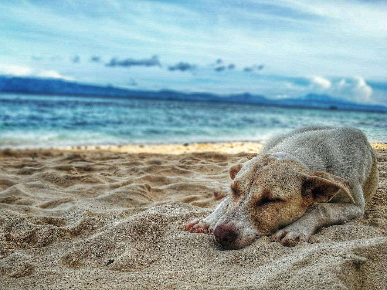 躺在海边的黑黄拉布拉多猎犬