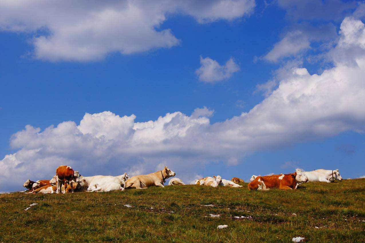 蓝天白云草原上的黄牛牛群图片