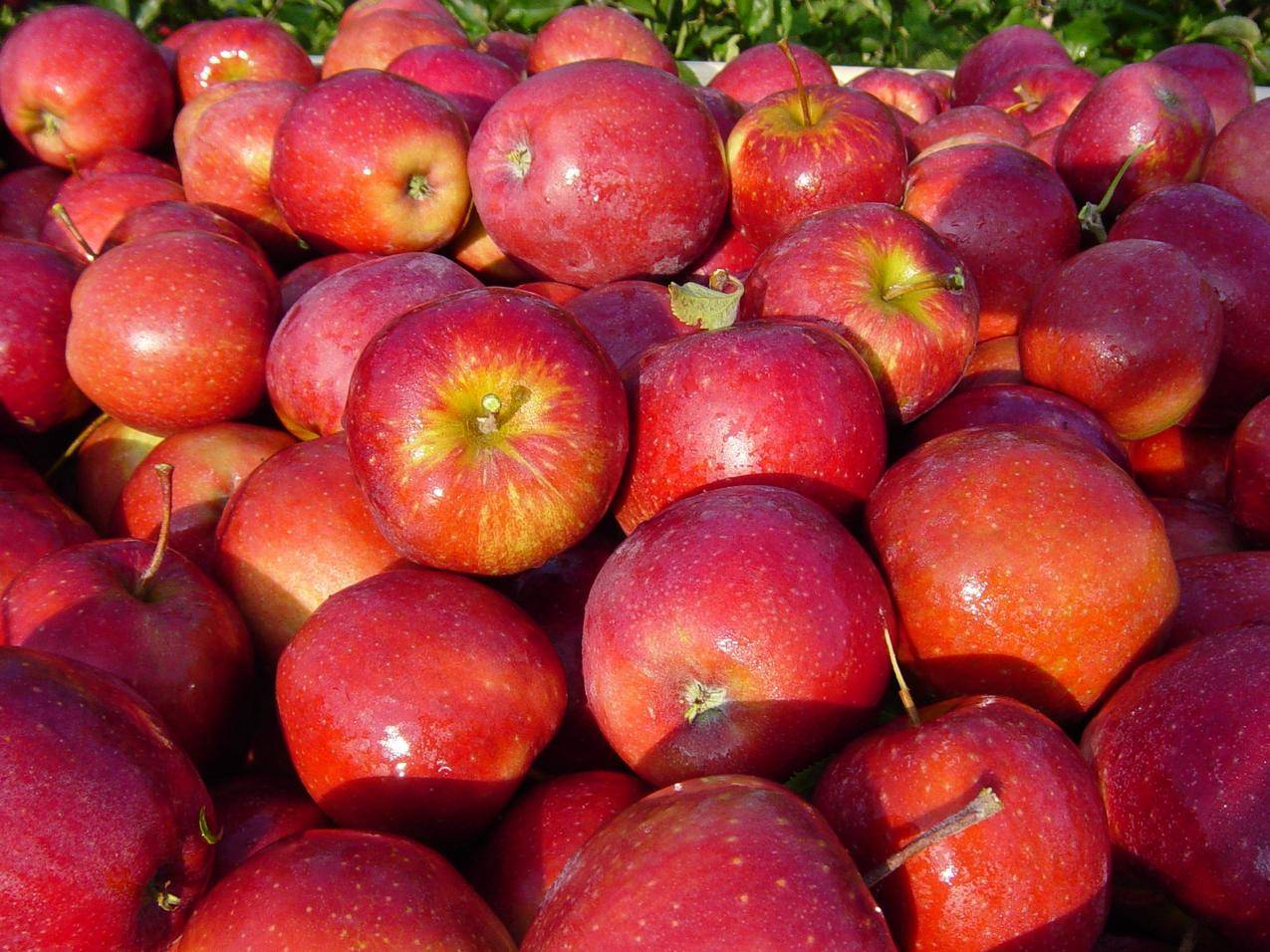 水果苹果高清图片
