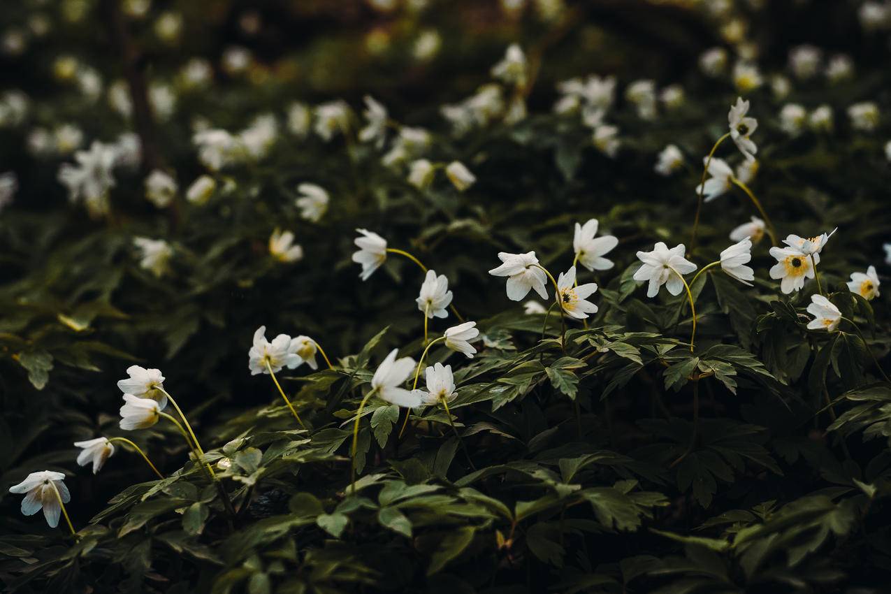 白瓣花4k壁纸