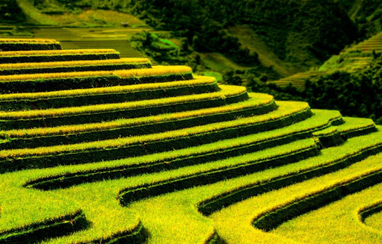 2023德格拉朗梯田游玩攻略,水稻田是巴厘岛最常见的地貌...【去哪儿攻略】