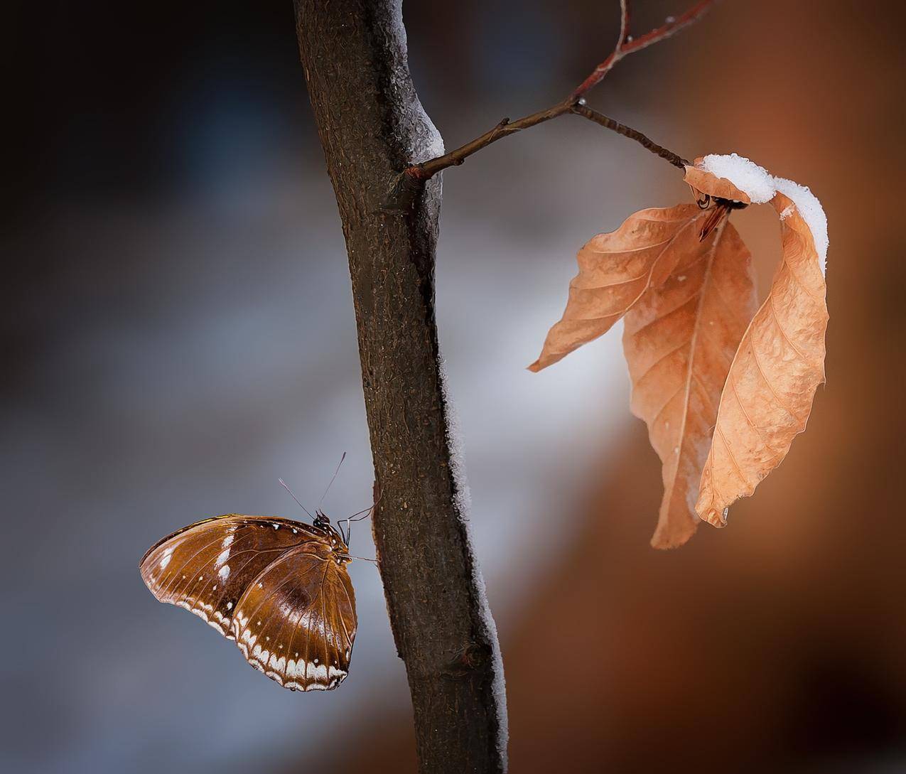 木枝上的棕白蝴蝶合影