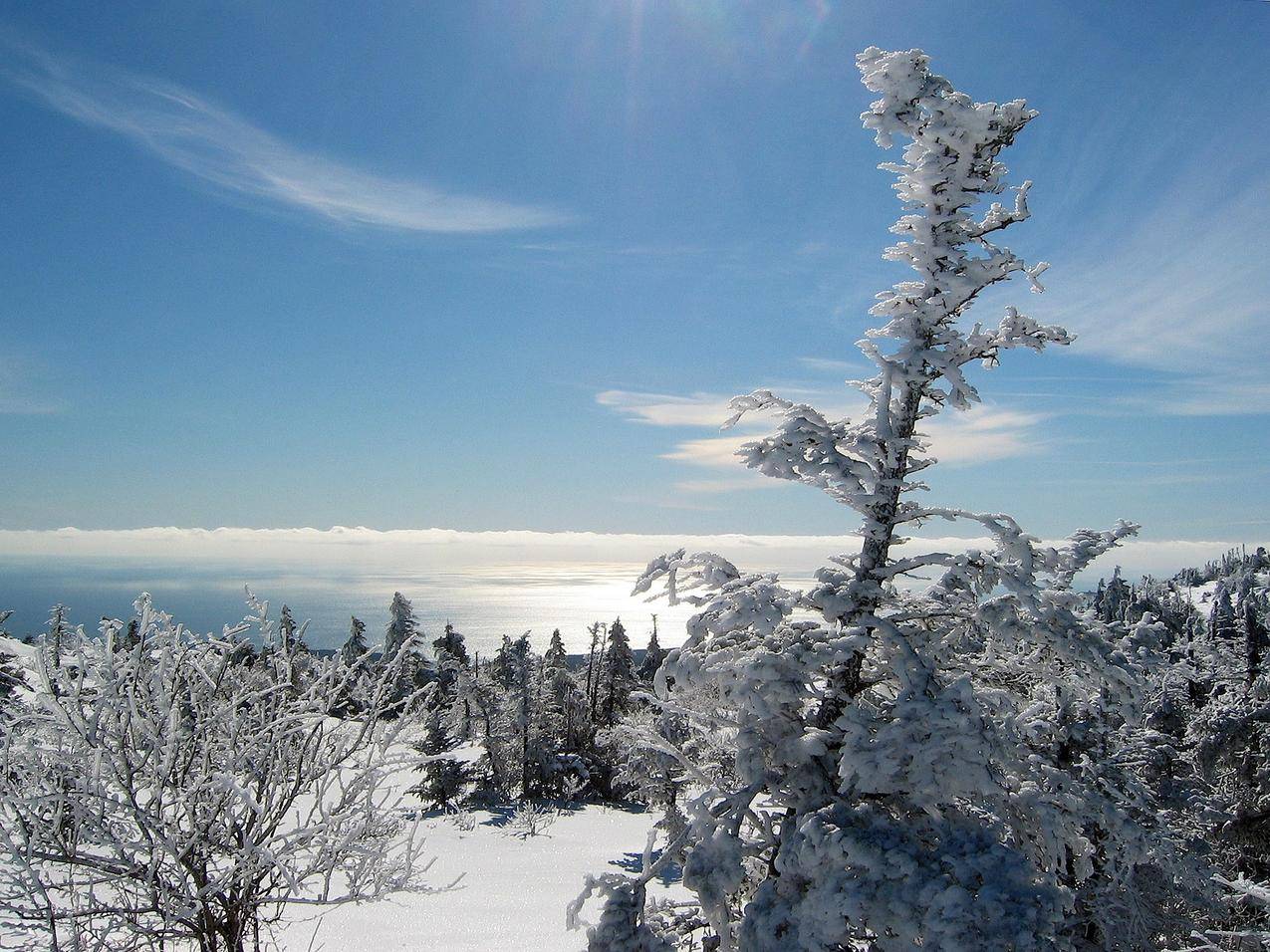 冬天的雪景树枝上的积雪图片