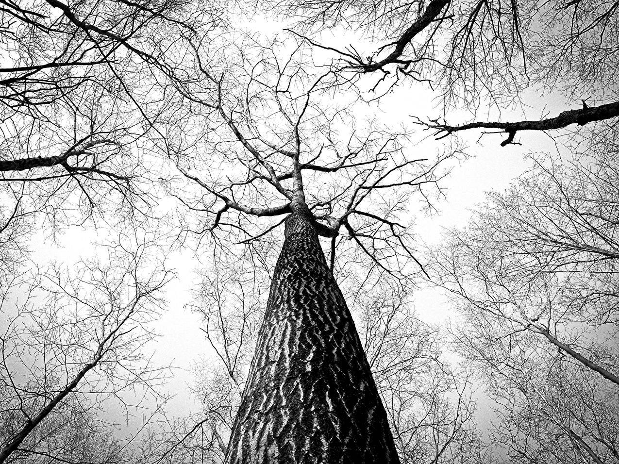 免费的黑白照片,树枝,树,高