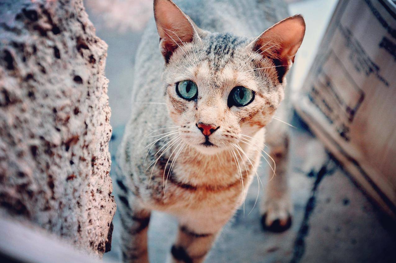 Brown,Tabby,Cat的选择性聚焦摄影