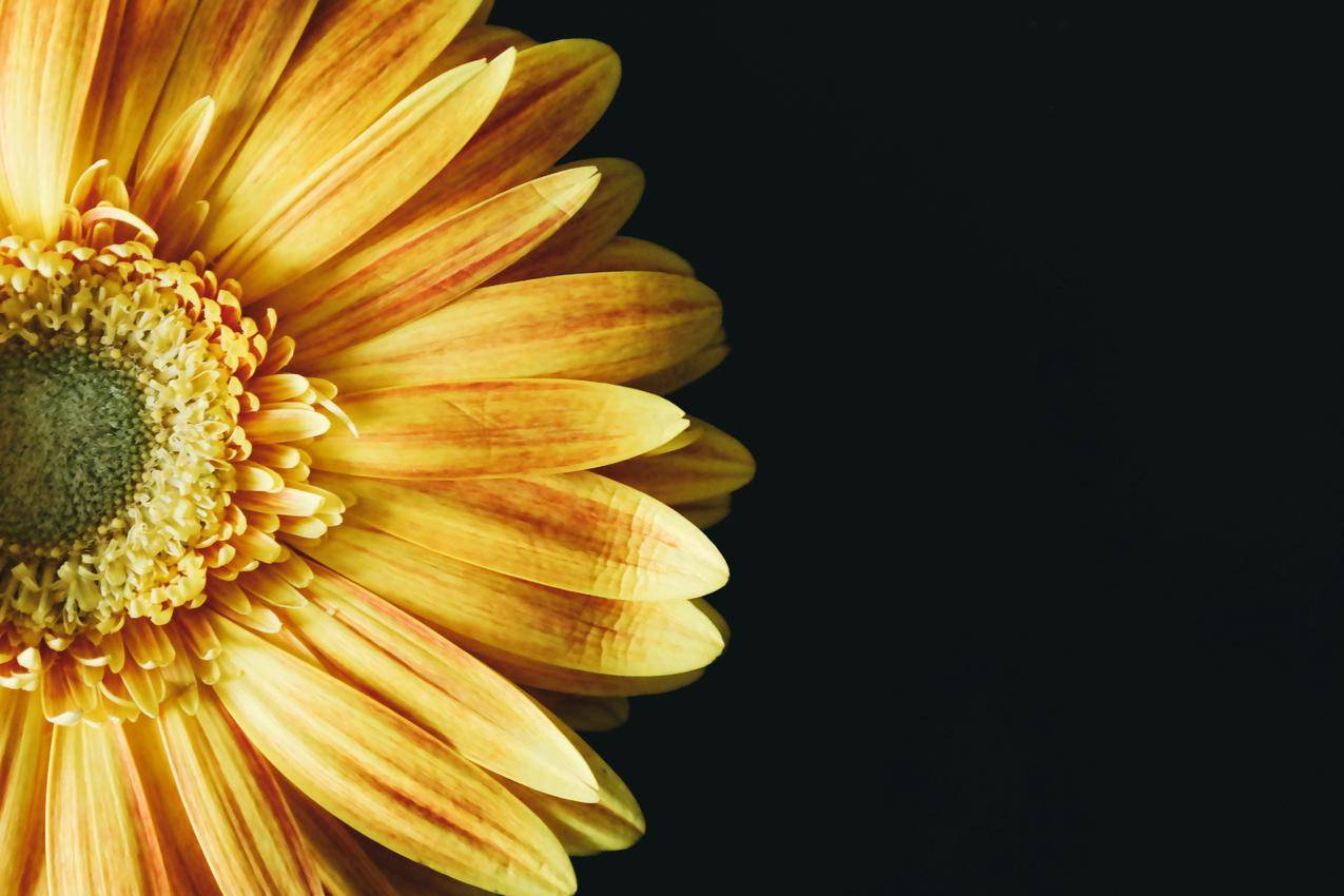 黄色,花瓣,花朵,单体cc0可商用高清图片