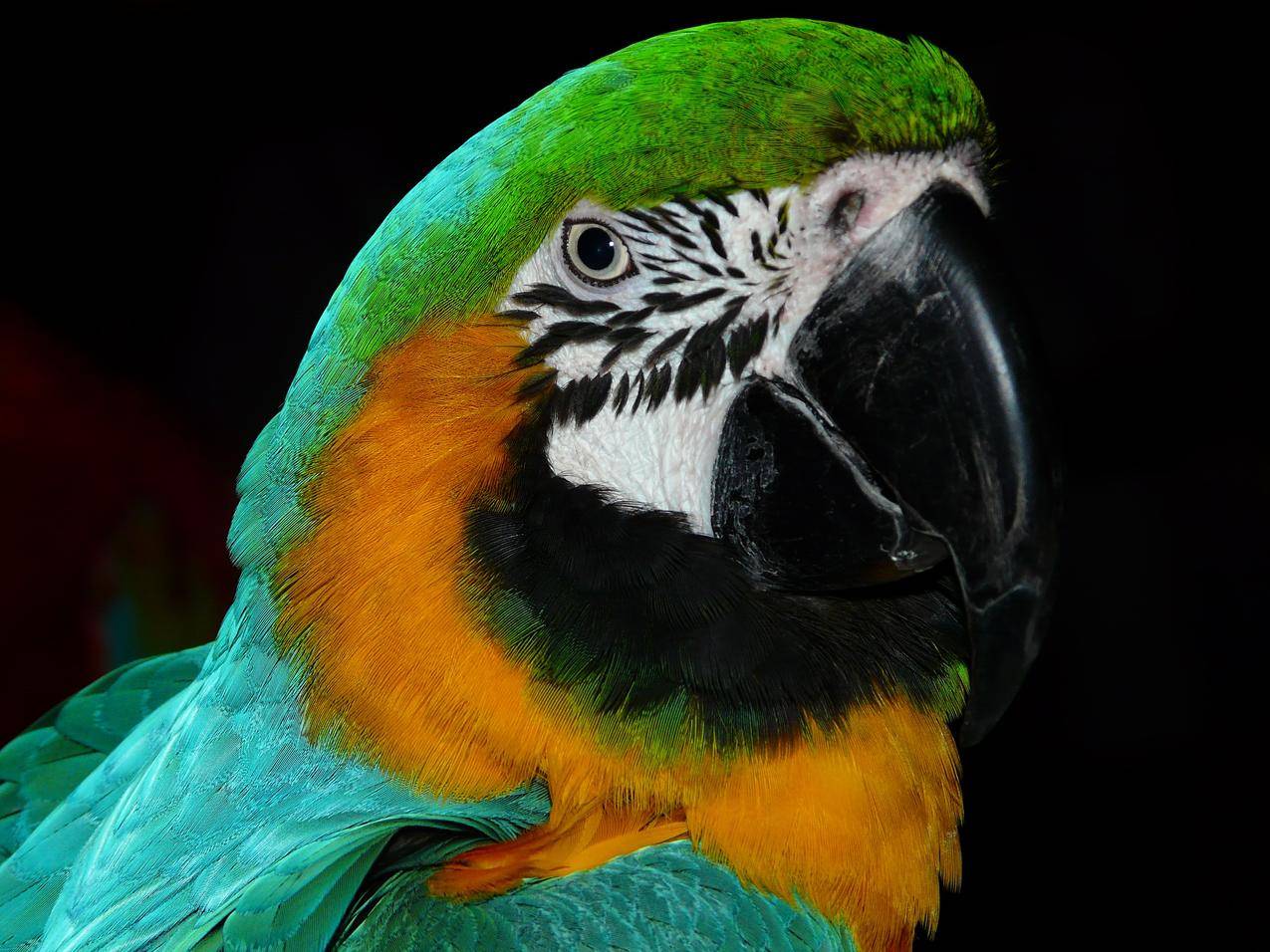 Green,Black,White黄与Teal,Parrot