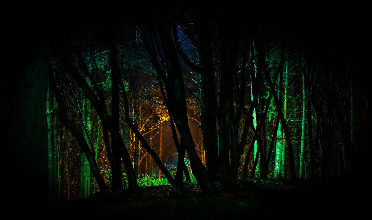 夜间光照绿树