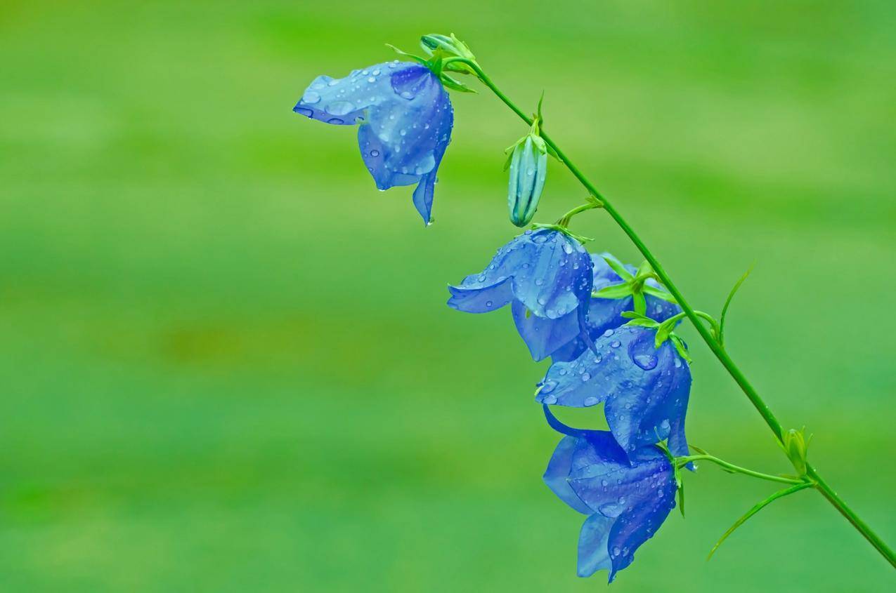 2朵蓝花高清壁纸