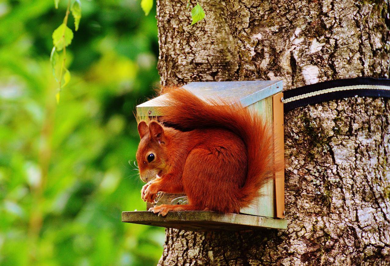 Brown,Squirrel在树上的灰色木屋上