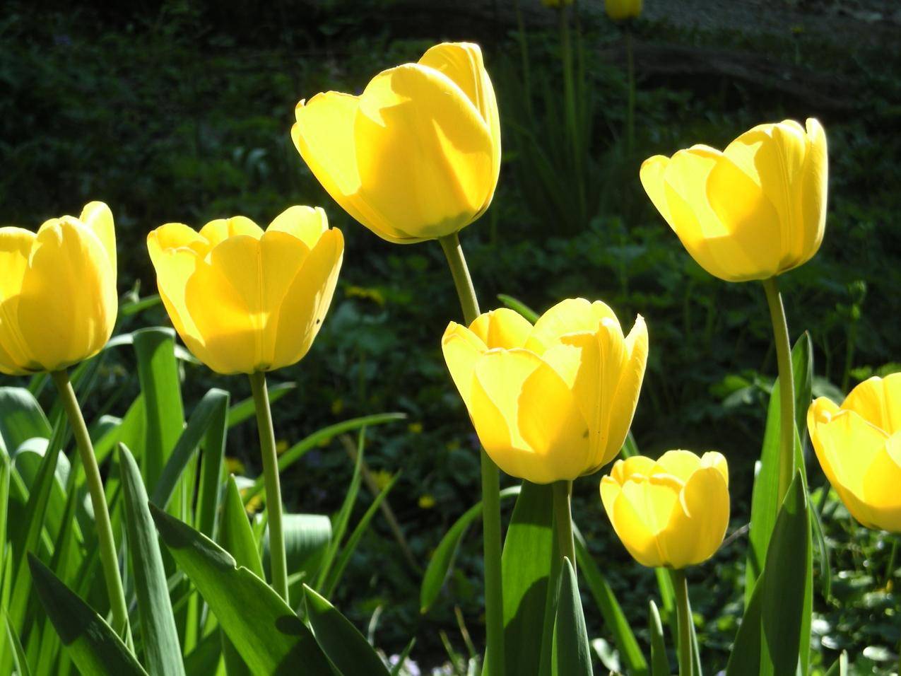 黄色的郁金香花朵高清壁纸