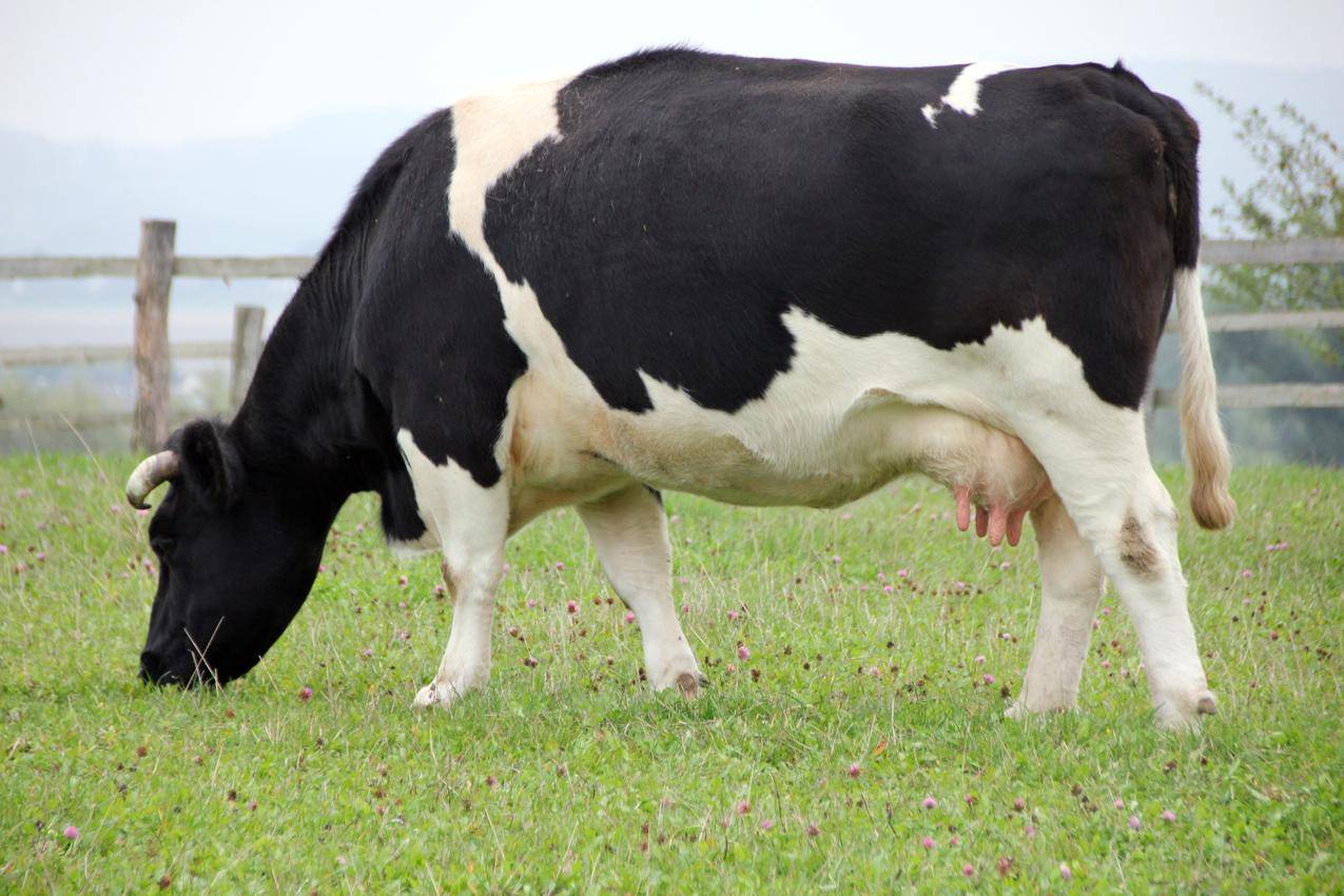 奶牛母牛的高清图片