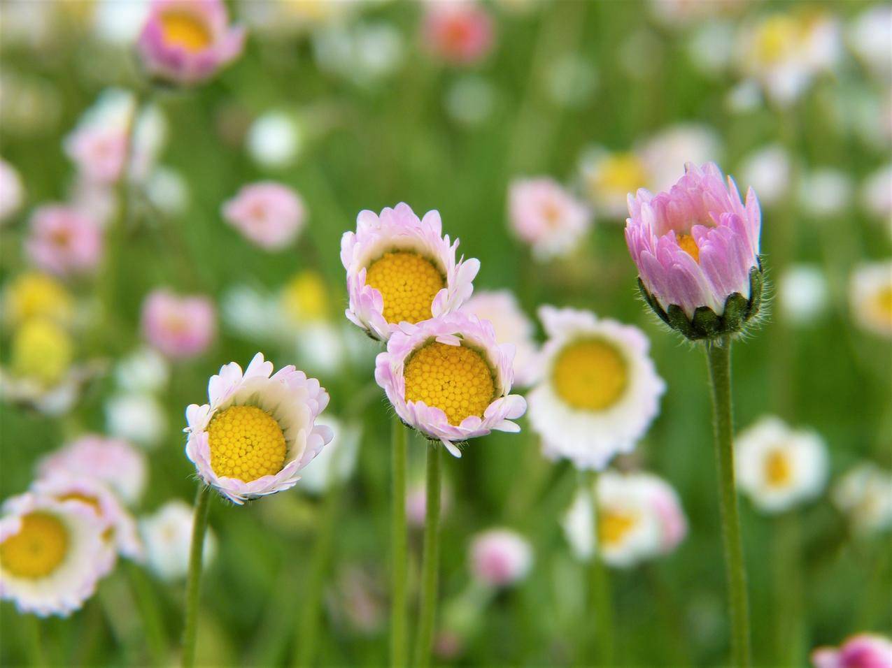 田野,鲜花,花瓣,春天的cc0可商用高清图片