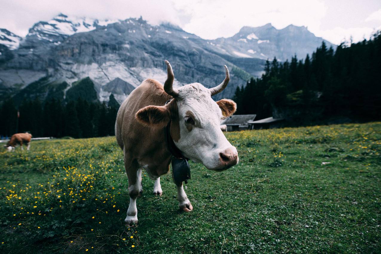 白天白山附近的白色和棕色奶牛