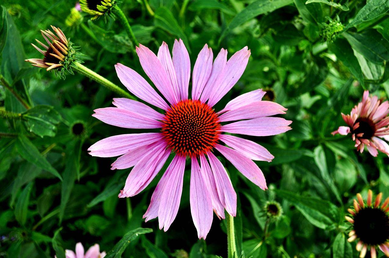 cc0可商用花卉图片,花园,植物,粉红