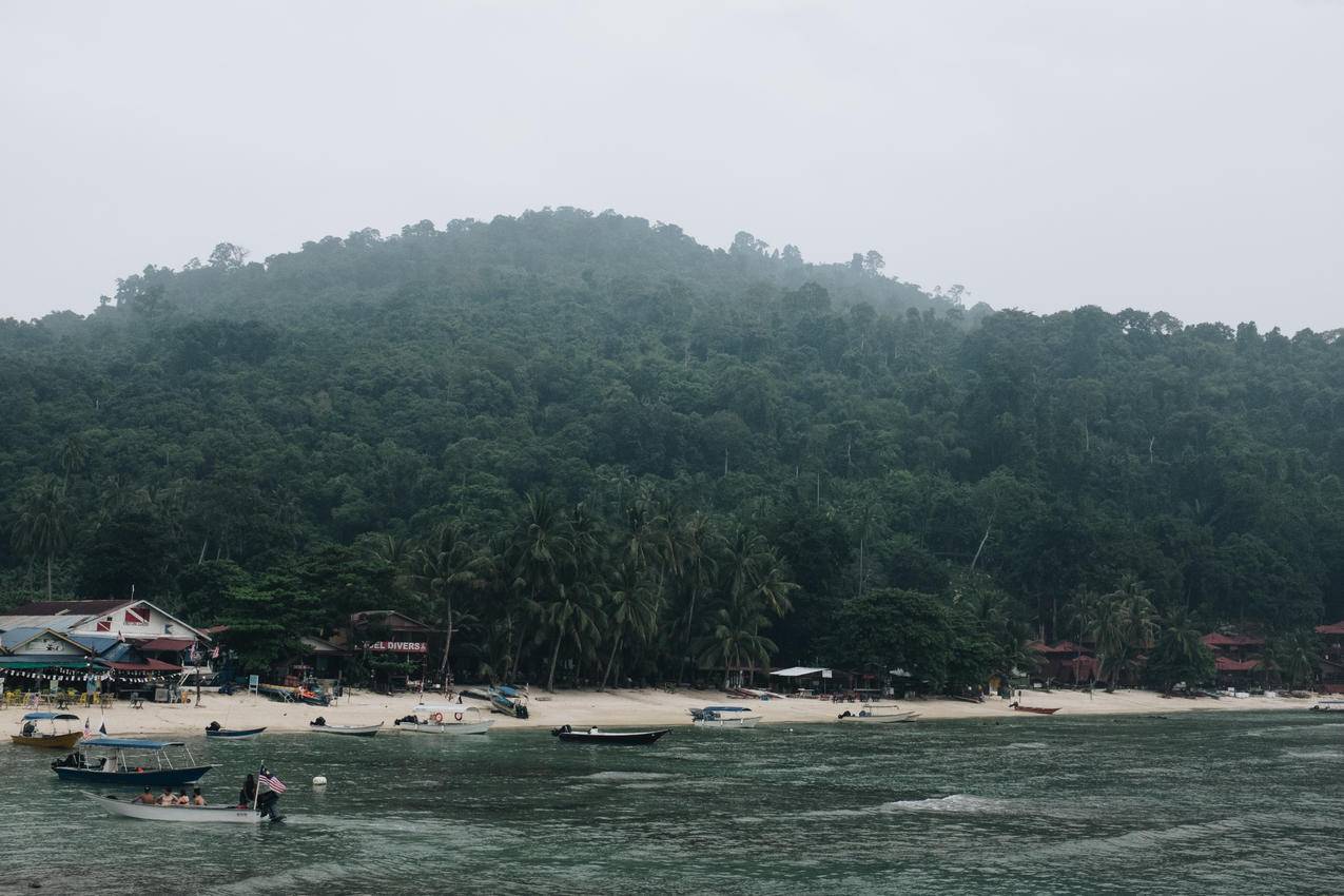 绿树和海滩水域