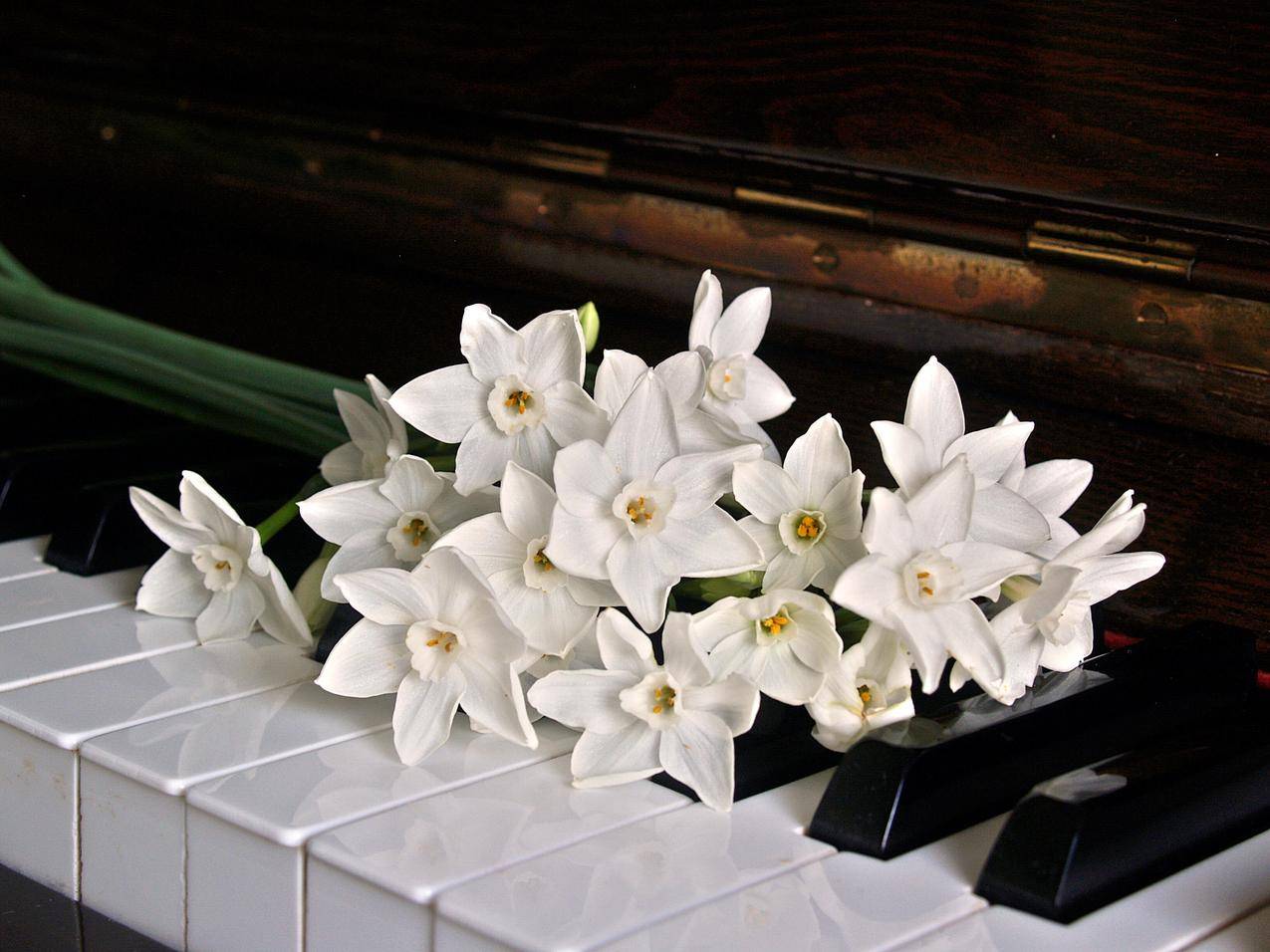 棕色木制钢琴上的白色兰花