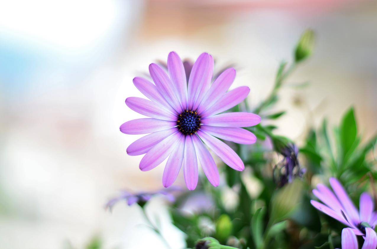 阳光,鲜花,阳光,紫色cc0可商用高清图片