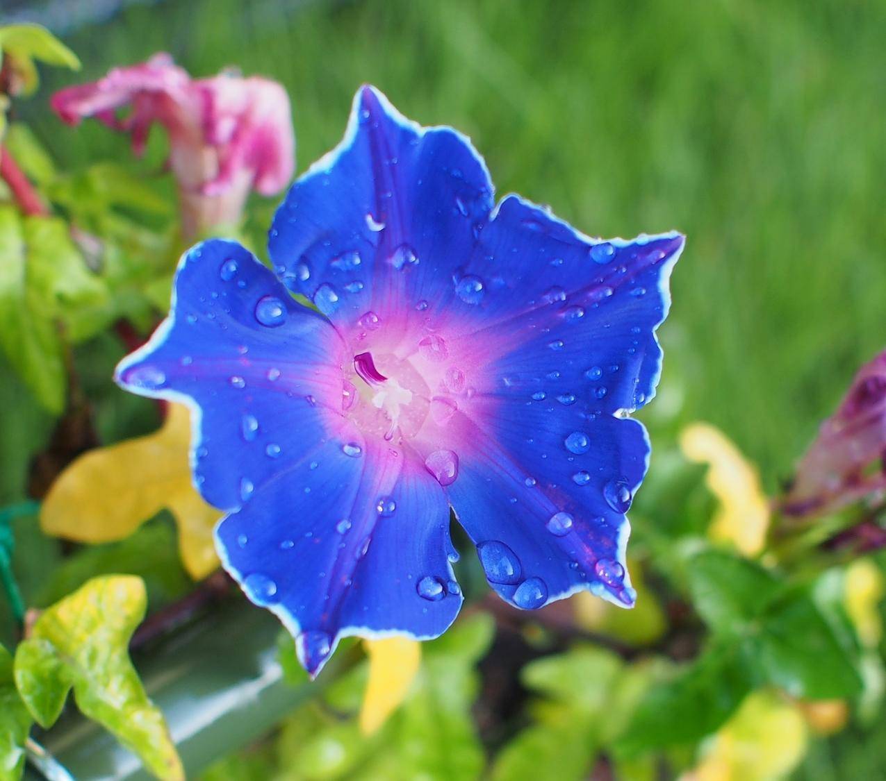 蓝色的喇叭花花朵图片