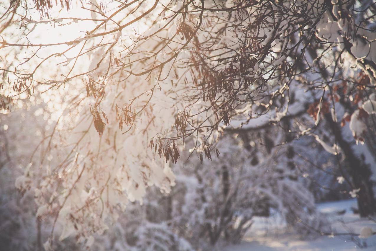 雪枝树枝特写高清图片