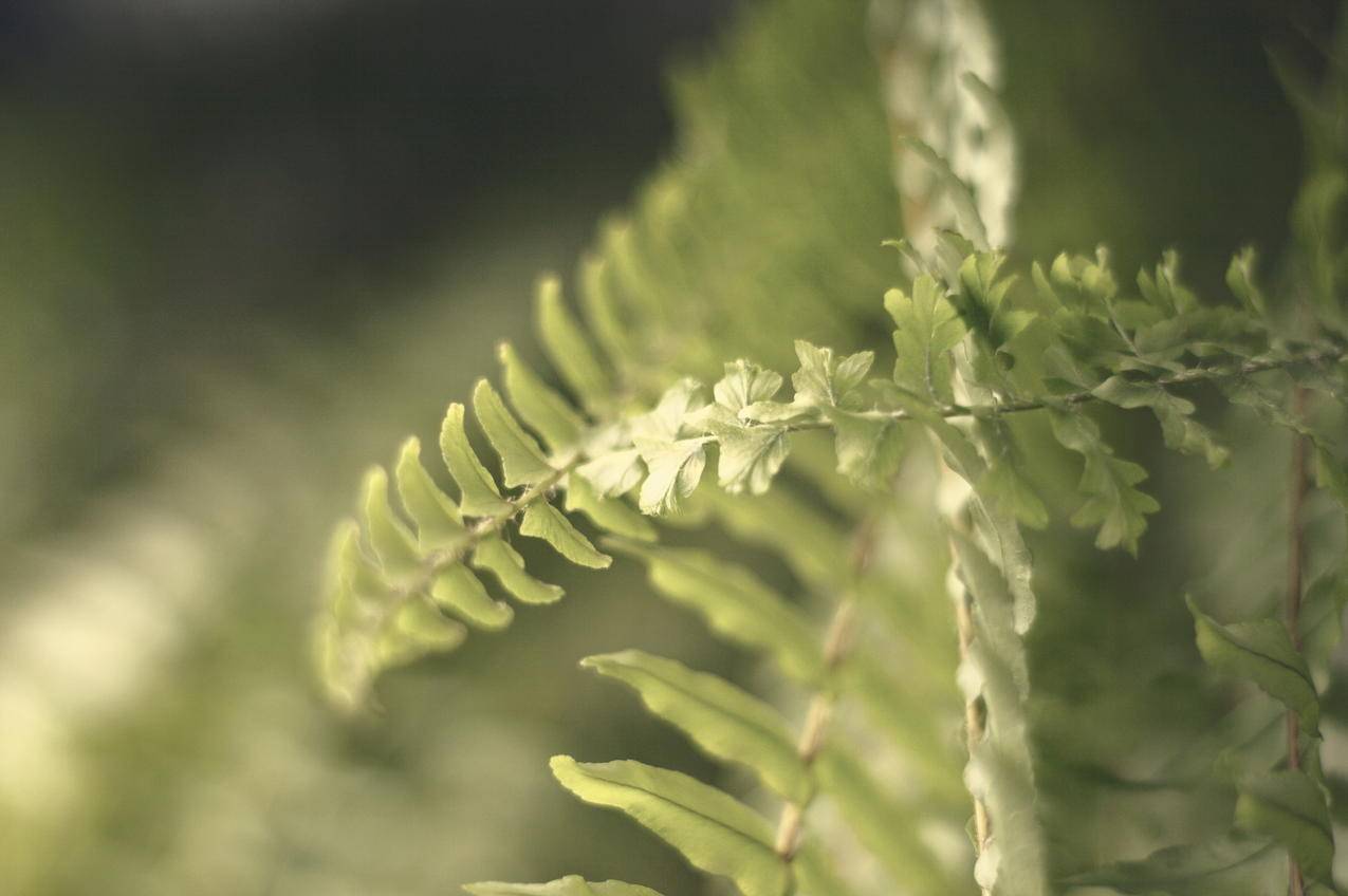 绿色蕨类植物