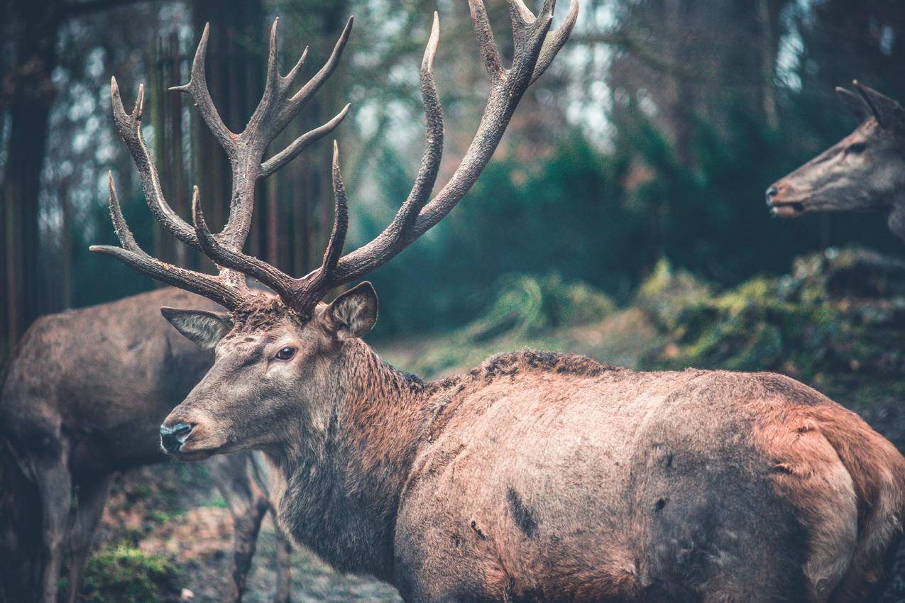 Brown,Deer的特写摄影