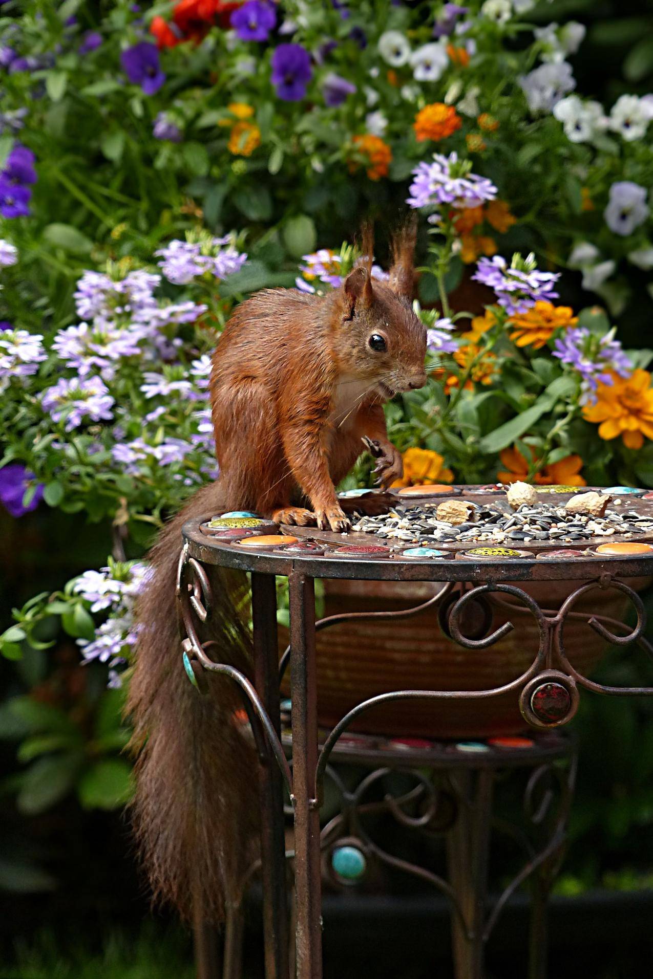 白天黑色金属圆桌中的Brown,Squirrel