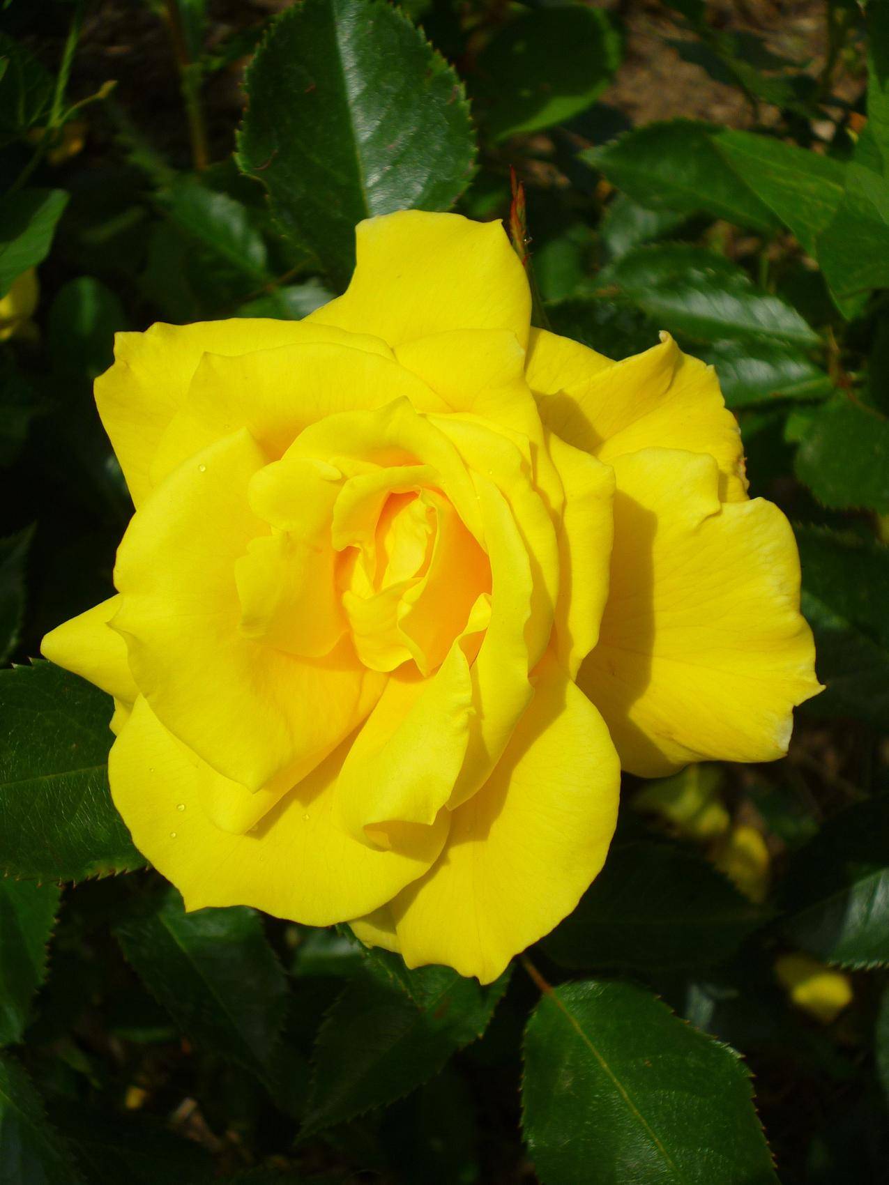 黄色的玫瑰花高清图片