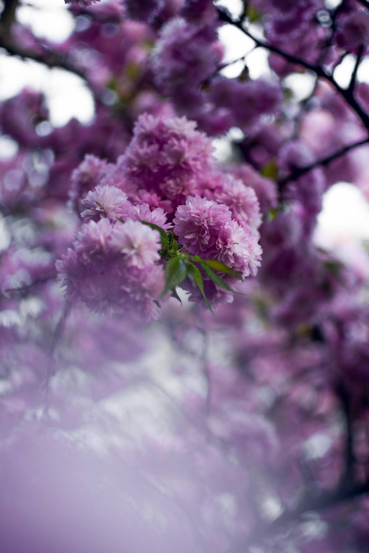 特写摄影紫色丛生花