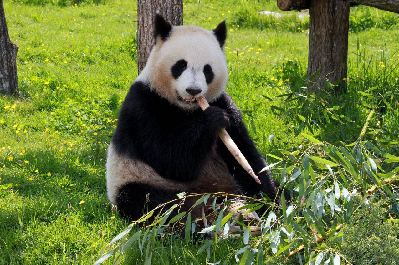 在吃竹笋的大熊猫图片