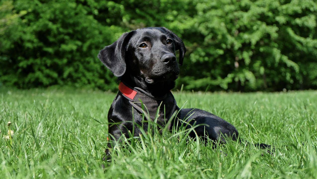 草坪上的拉布拉多黑猎犬