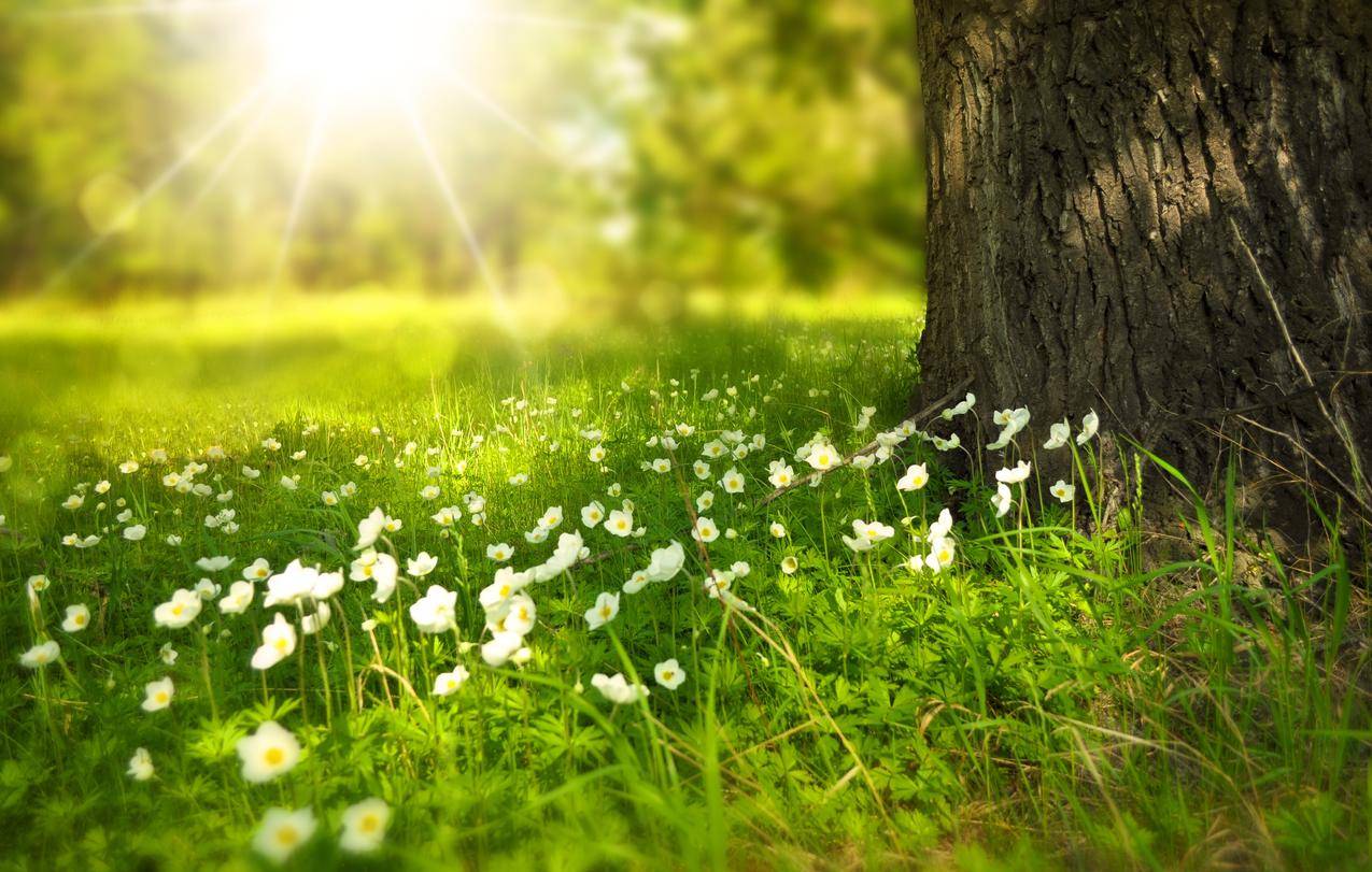 春天阳光照射下的野花自然图片