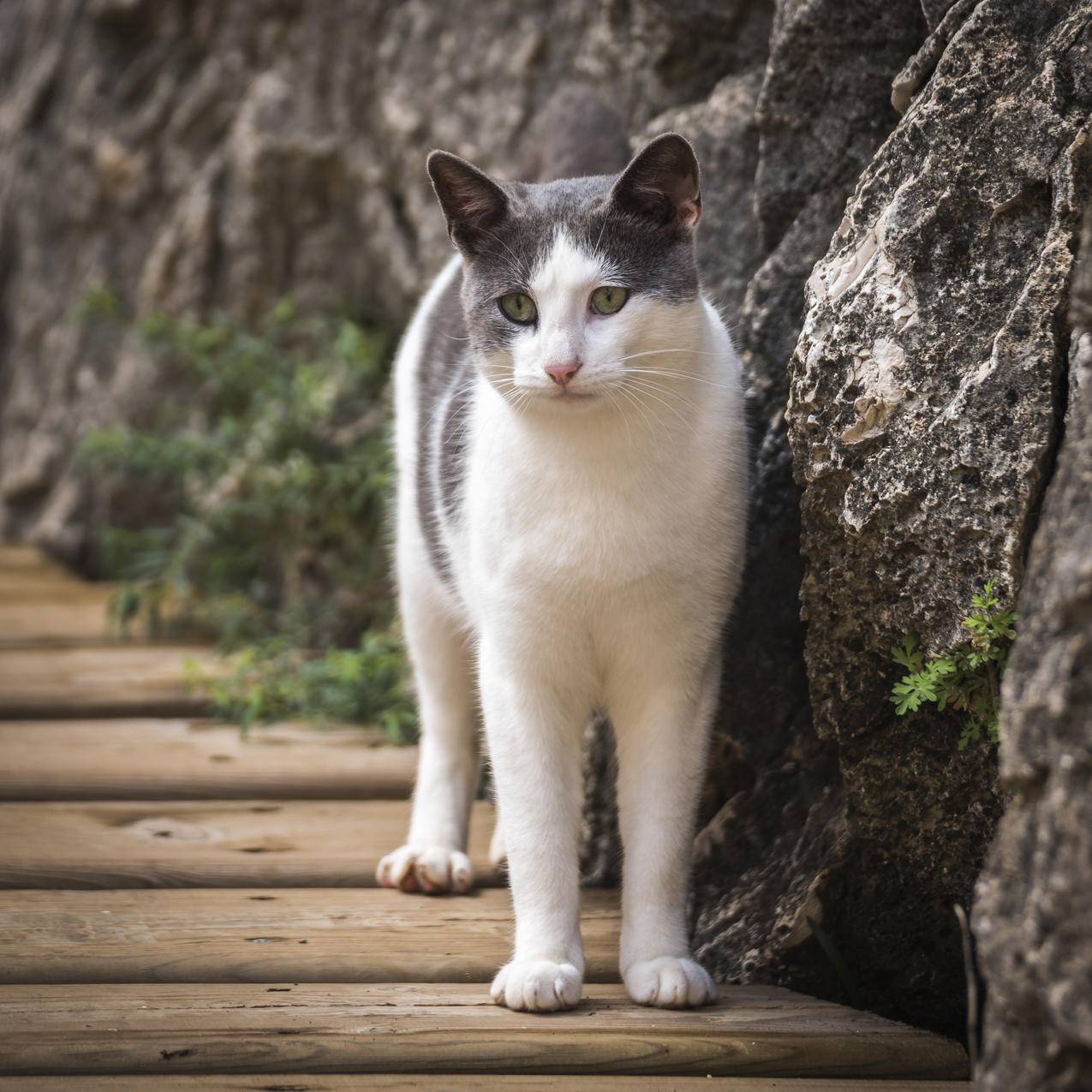白天灰白岩石旁的白灰色短毛猫