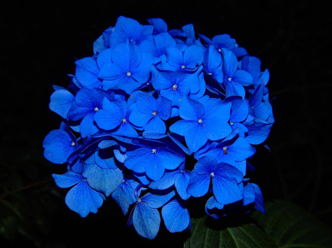 cc0可商用的自然,花卉,蓝色,花瓣图片
