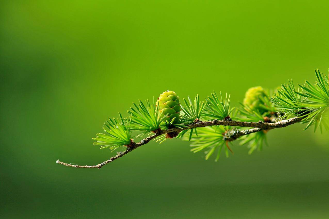 绿树植物叶片