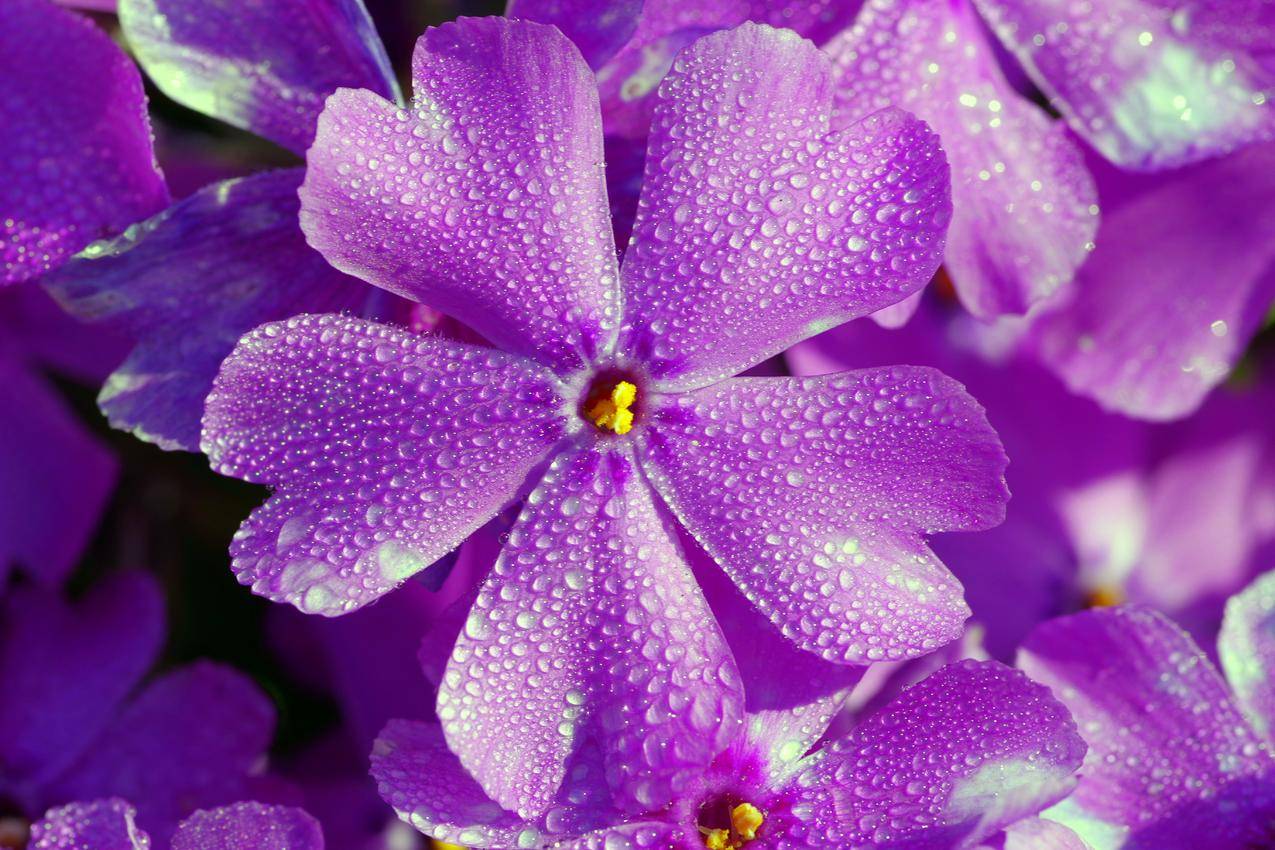 cc0可商用的自然,花卉,紫色,花瓣图片