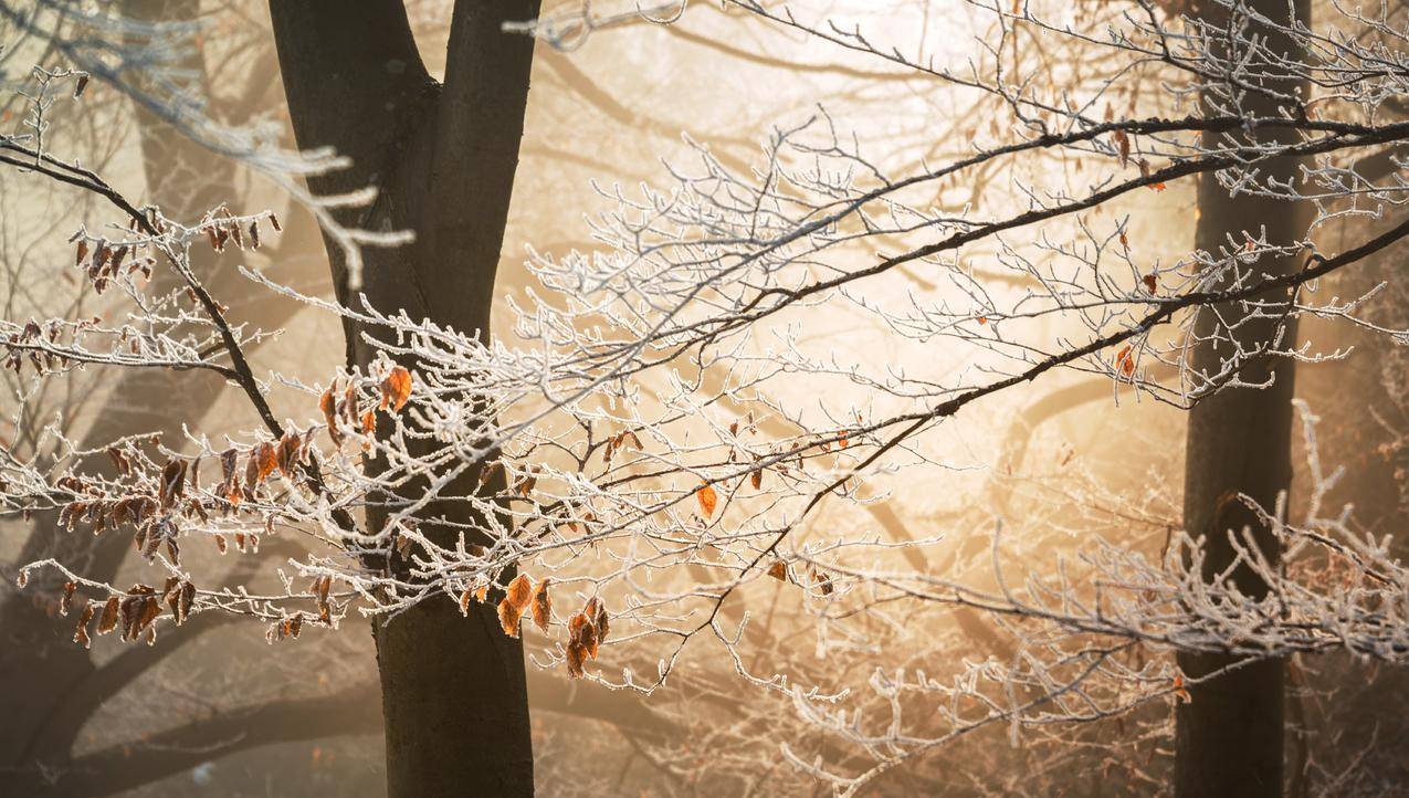 cc0可商用高清的冷,雪,景,自然图片