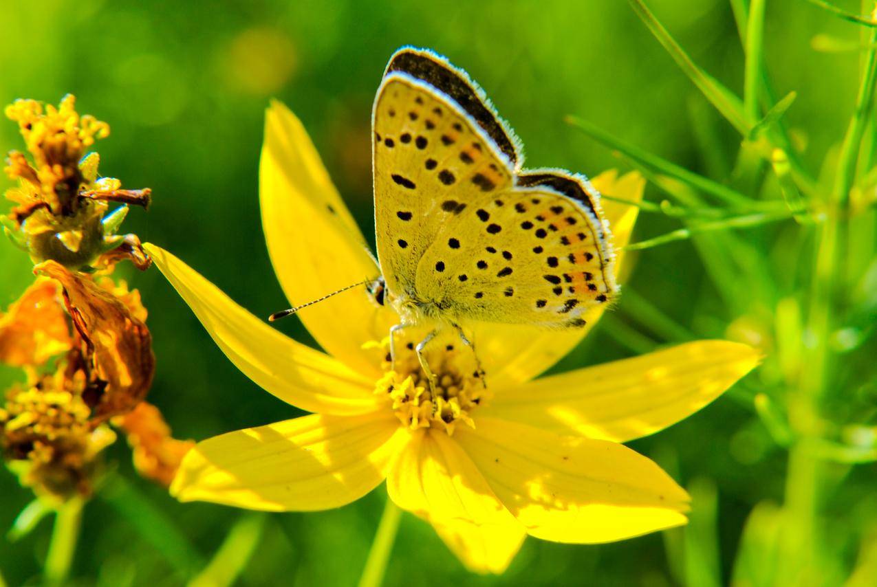 黄色的花朵,蝴蝶图片