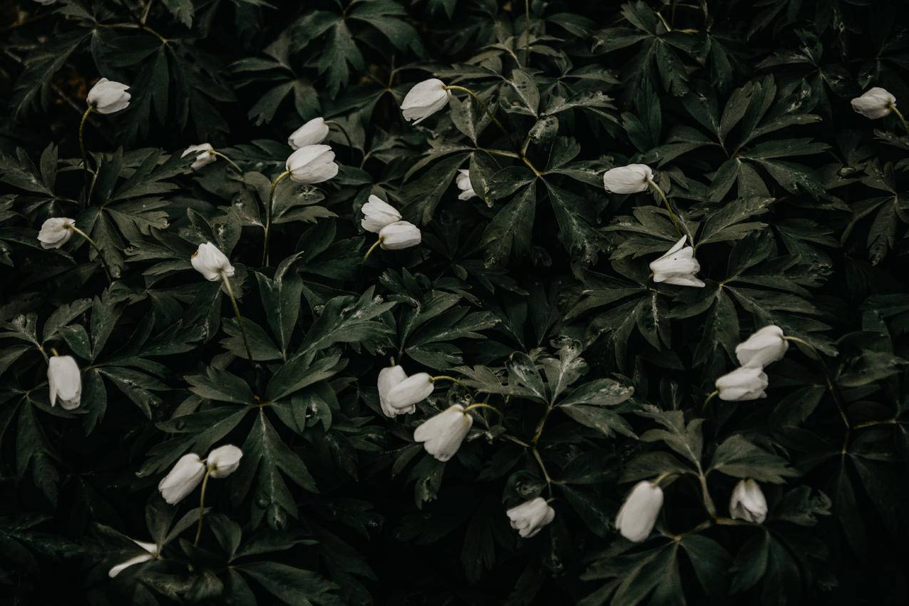 White,Petaled,Flowers的图片
