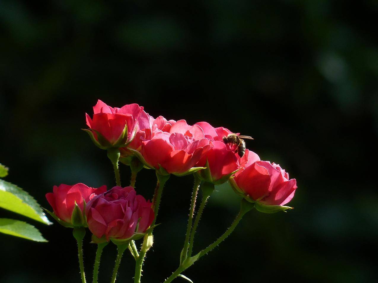 玫瑰花与蜜蜂的高清图片