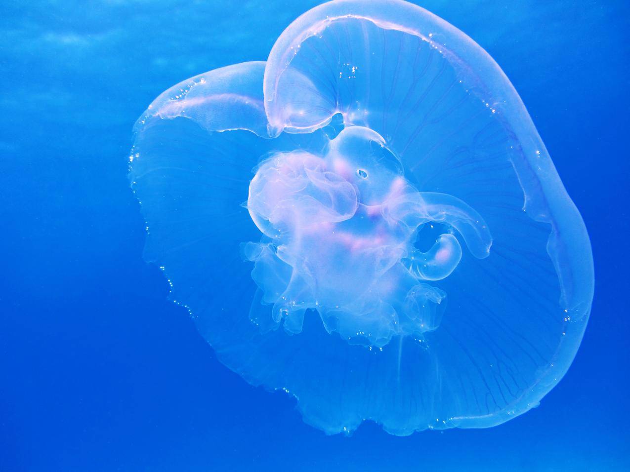 透明水母高清图片