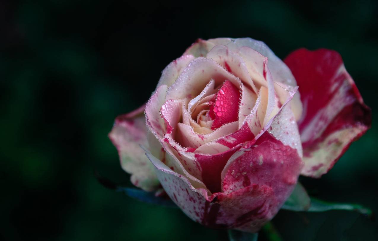 白玫瑰粉红花卉特写摄影