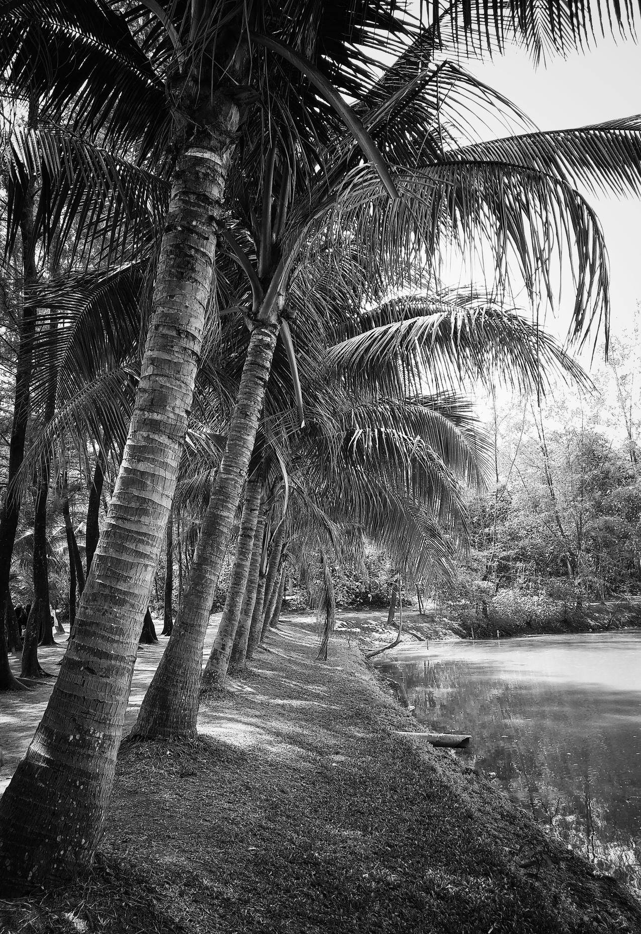 椰子树在水体旁的灰度摄影