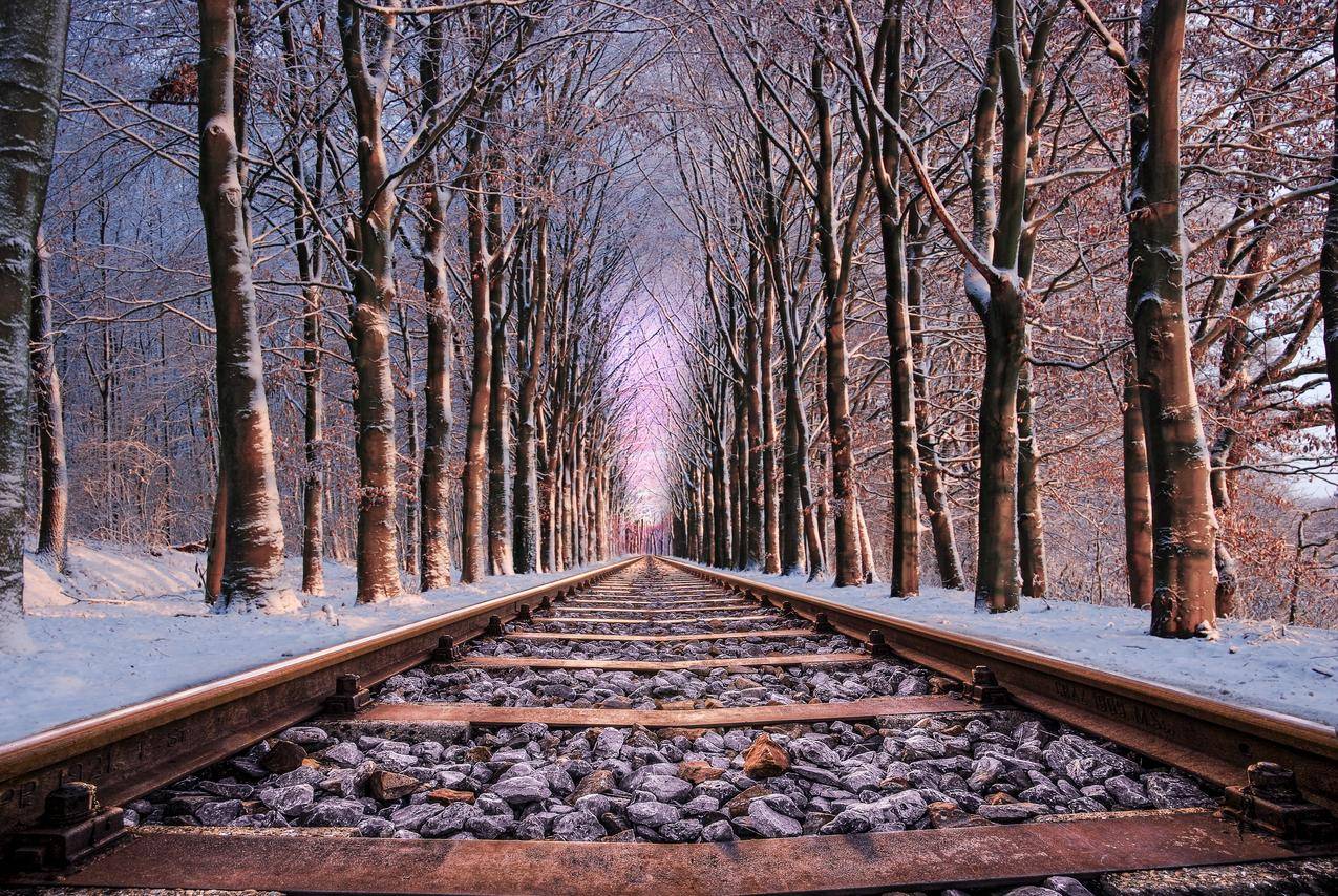 树林之间的铁路