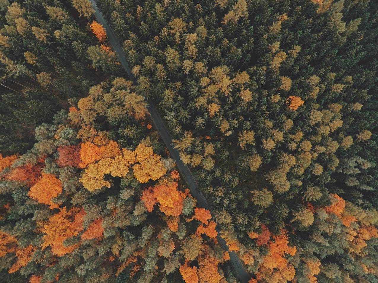 航拍秋天的森林高清图片