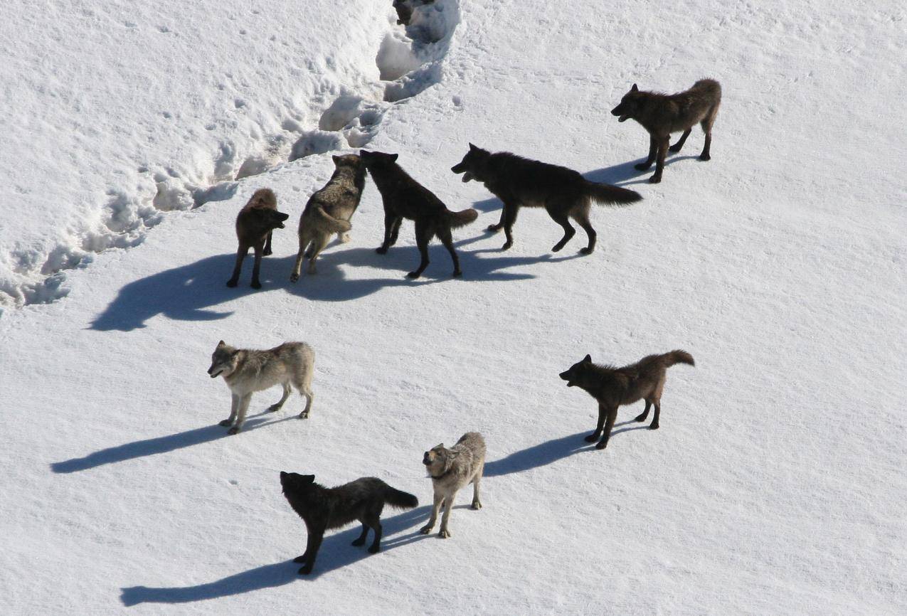 雪地上的狼群高清图片