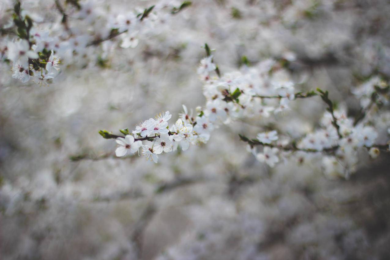 白色开花树