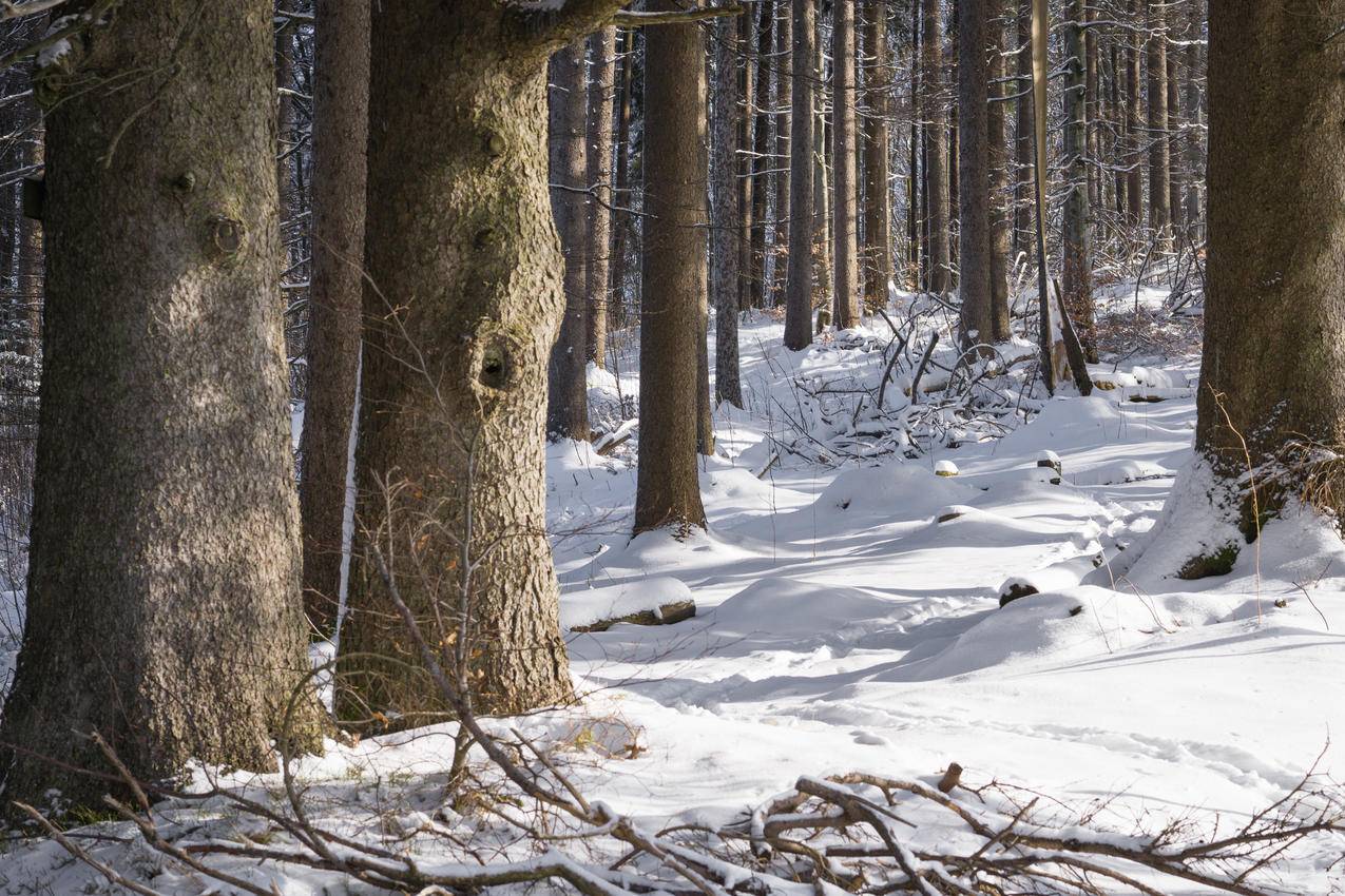 雪,自然,树干,森林cc0可商用高清大图